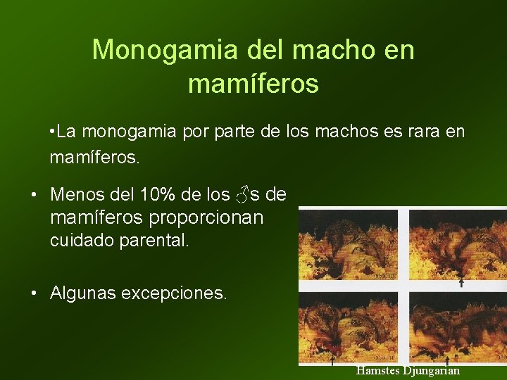 Monogamia del macho en mamíferos • La monogamia por parte de los machos es