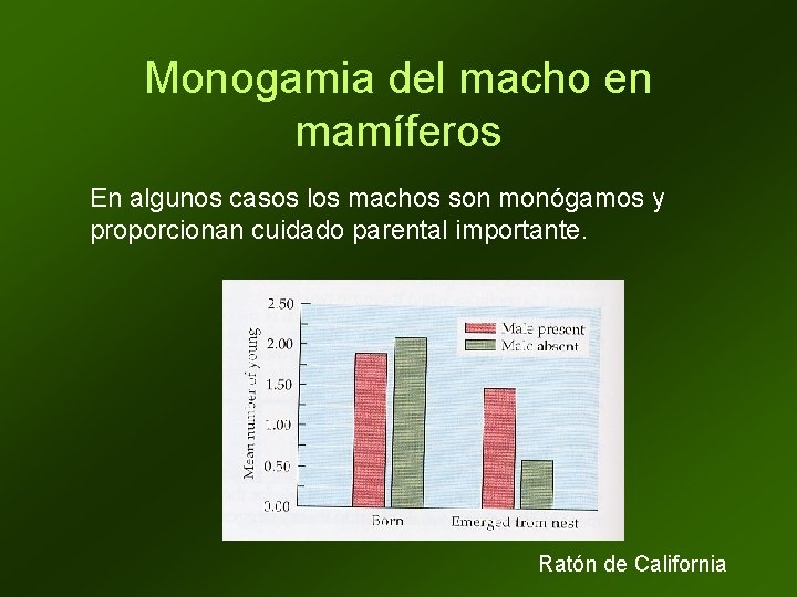 Monogamia del macho en mamíferos En algunos casos los machos son monógamos y proporcionan