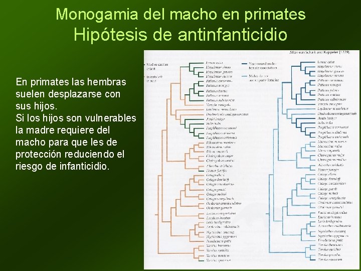 Monogamia del macho en primates Hipótesis de antinfanticidio En primates las hembras suelen desplazarse