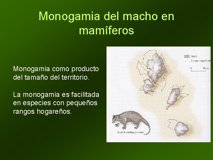 Monogamia del macho en mamíferos Monogamia como producto del tamaño del territorio. La monogamia