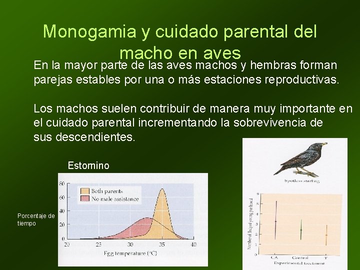 Monogamia y cuidado parental del macho en aves En la mayor parte de las