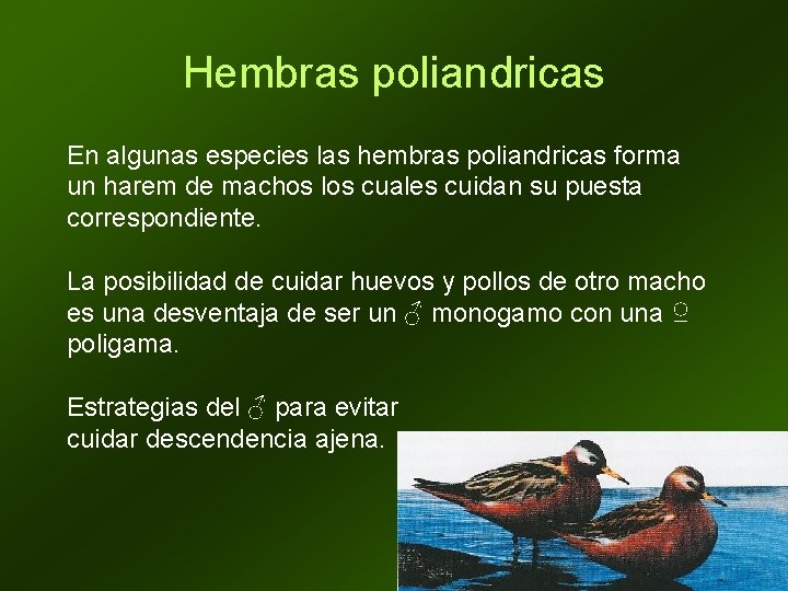 Hembras poliandricas En algunas especies las hembras poliandricas forma un harem de machos los