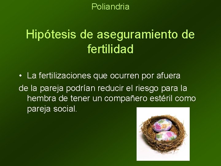 Poliandria Hipótesis de aseguramiento de fertilidad • La fertilizaciones que ocurren por afuera de