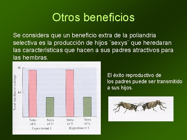 Otros beneficios Se considera que un beneficio extra de la poliandria selectiva es la