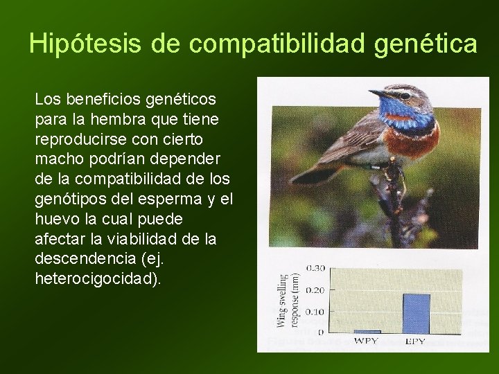 Hipótesis de compatibilidad genética Los beneficios genéticos para la hembra que tiene reproducirse con