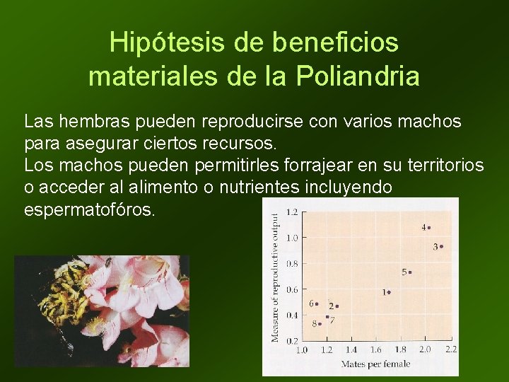 Hipótesis de beneficios materiales de la Poliandria Las hembras pueden reproducirse con varios machos