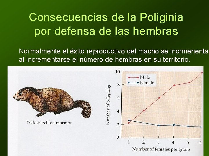 Consecuencias de la Poliginia por defensa de las hembras Normalmente el éxito reproductivo del