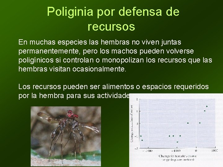 Poliginia por defensa de recursos En muchas especies las hembras no viven juntas permanentemente,