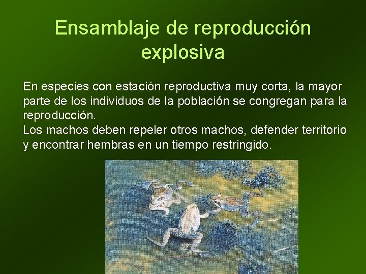 Ensamblaje de reproducción explosiva En especies con estación reproductiva muy corta, la mayor parte