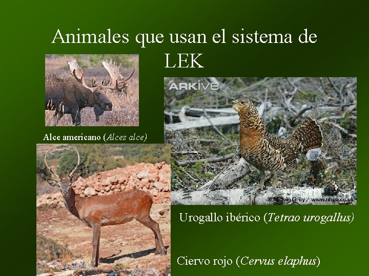 Animales que usan el sistema de LEK Alce americano (Alces alce) Urogallo ibérico (Tetrao