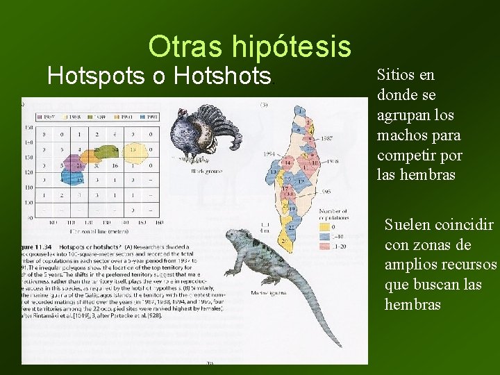 Otras hipótesis Hotspots o Hotshots. Sitios en donde se agrupan los machos para competir