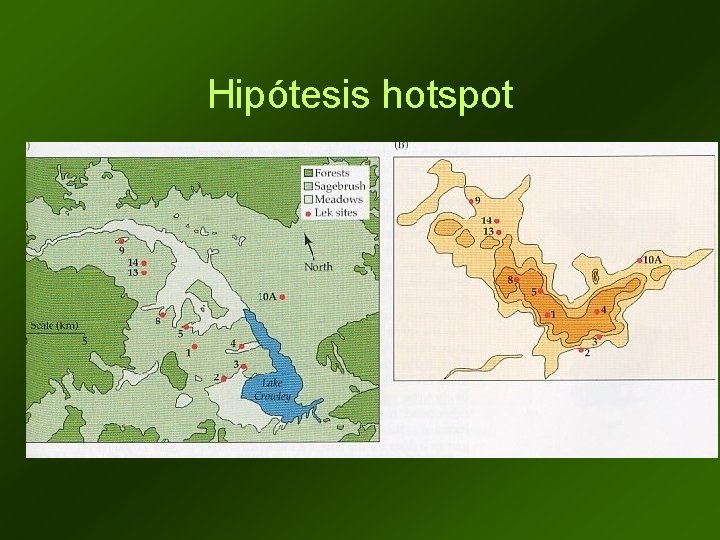 Hipótesis hotspot 