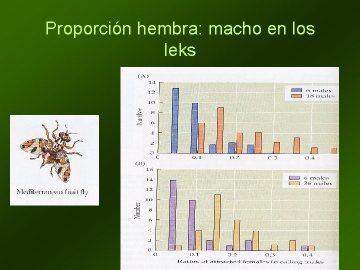 Proporción hembra: macho en los leks 