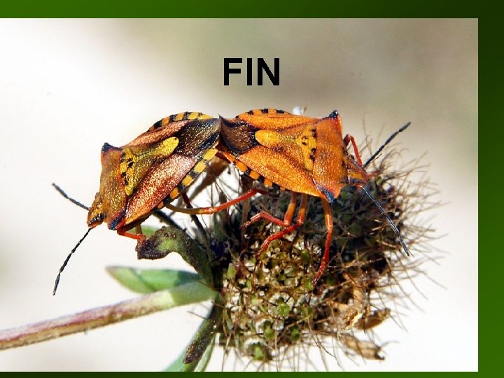 FIN 