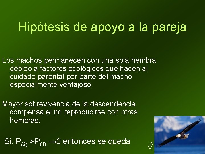 Hipótesis de apoyo a la pareja Los machos permanecen con una sola hembra debido