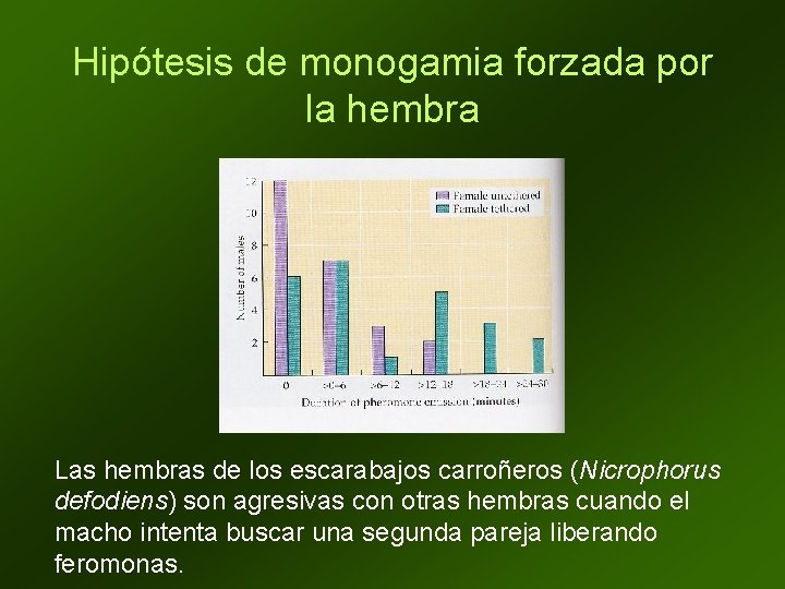 Hipótesis de monogamia forzada por la hembra Las hembras de los escarabajos carroñeros (Nicrophorus