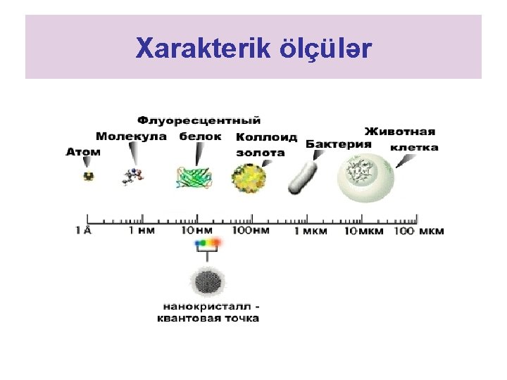 Xarakterik ölçülər 