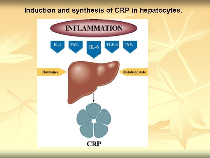 Induction and synthesis of CRP in hepatocytes. 