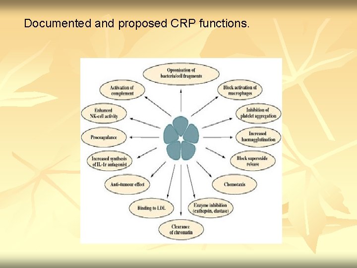 Documented and proposed CRP functions. 