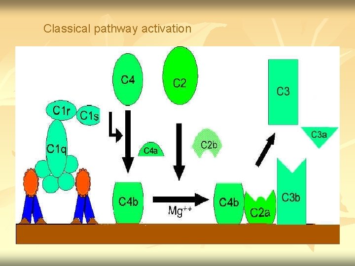 Classical pathway activation 