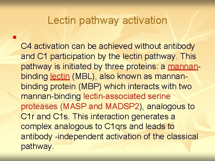 Lectin pathway activation n C 4 activation can be achieved without antibody and C