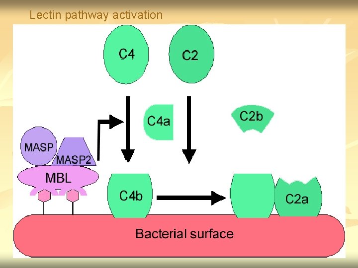 Lectin pathway activation 