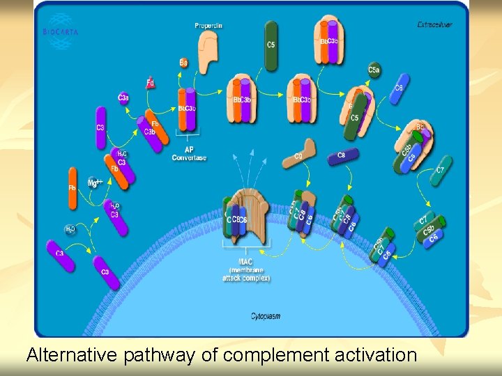 Alternative pathway of complement activation 