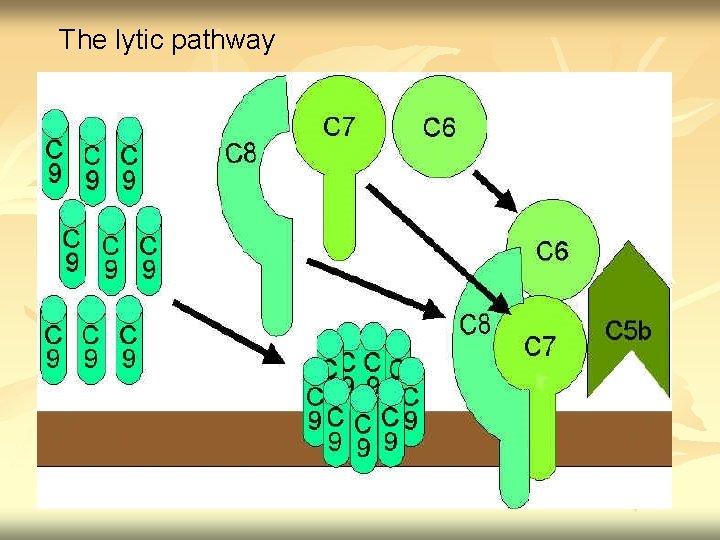 The lytic pathway 