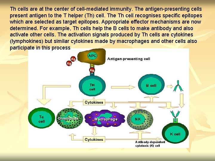 Th cells are at the center of cell-mediated immunity. The antigen-presenting cells present antigen