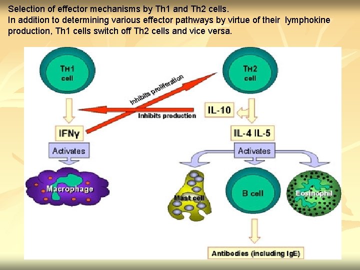 Selection of effector mechanisms by Th 1 and Th 2 cells. In addition to