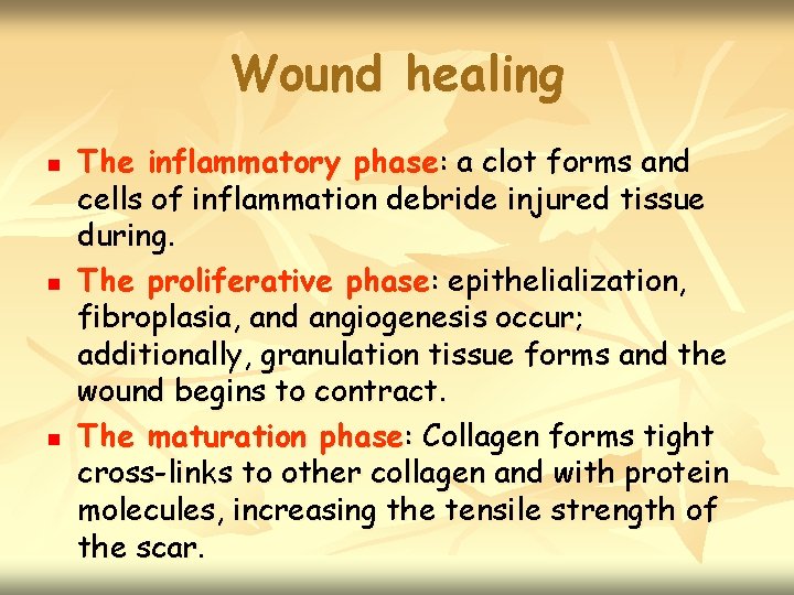 Wound healing n n n The inflammatory phase: a clot forms and cells of
