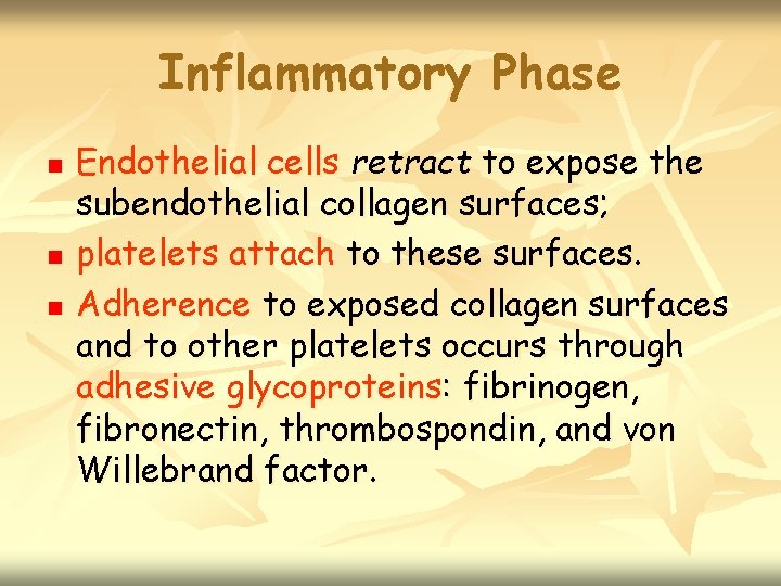 Inflammatory Phase n n n Endothelial cells retract to expose the subendothelial collagen surfaces;