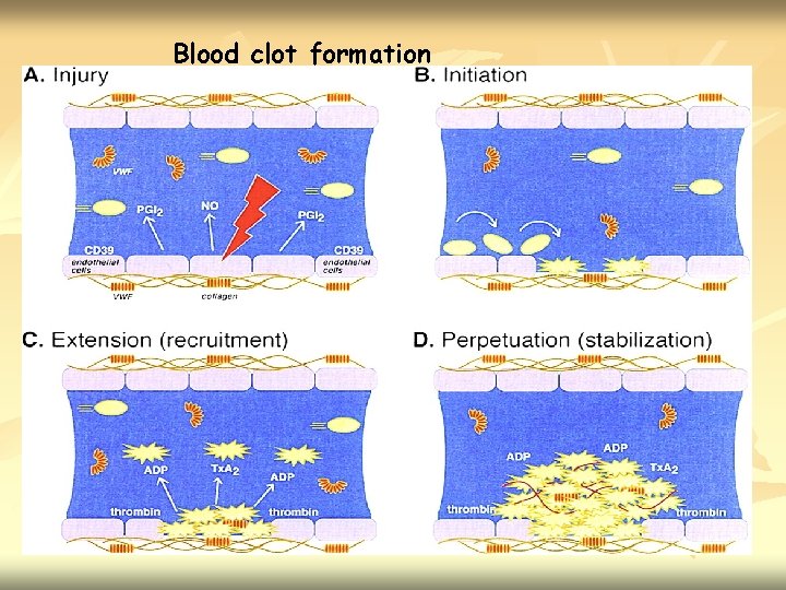 Blood clot formation 