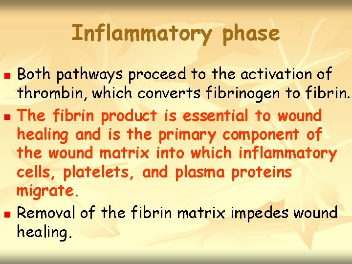 Inflammatory phase n n n Both pathways proceed to the activation of thrombin, which