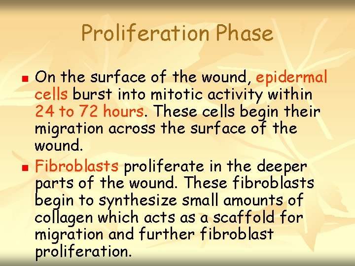 Proliferation Phase n n On the surface of the wound, epidermal cells burst into