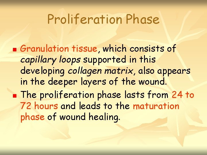 Proliferation Phase n n Granulation tissue, which consists of capillary loops supported in this