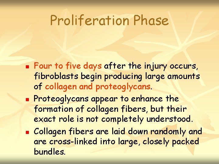 Proliferation Phase n n n Four to five days after the injury occurs, fibroblasts