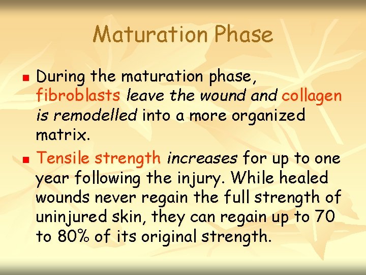 Maturation Phase n n During the maturation phase, fibroblasts leave the wound and collagen
