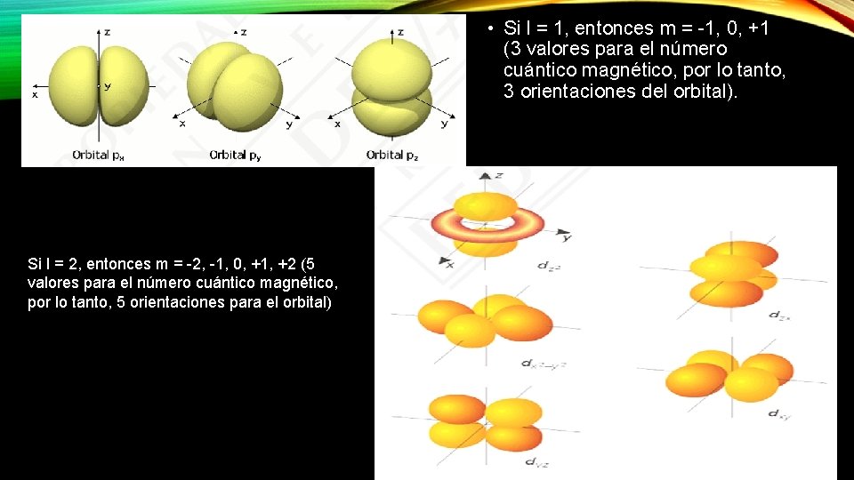  • Si l = 1, entonces m = -1, 0, +1 (3 valores