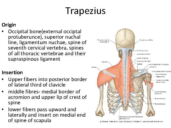 Trapezius Origin • Occipital bone(external occiptal protuberunce), superior nuchal line, ligamentum nuchae, spine of