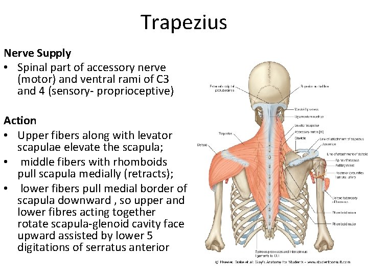 Trapezius Nerve Supply • Spinal part of accessory nerve (motor) and ventral rami of