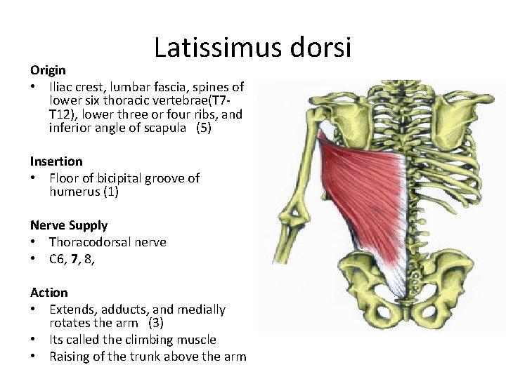 Latissimus dorsi Origin • Iliac crest, lumbar fascia, spines of lower six thoracic vertebrae(T