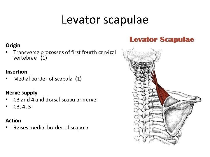 Levator scapulae Origin • Transverse processes of first fourth cervical vertebrae (1) Insertion •