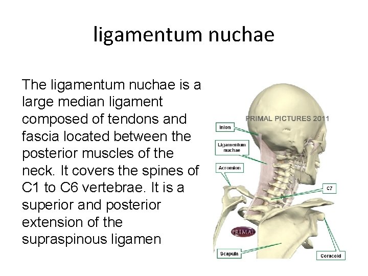 ligamentum nuchae The ligamentum nuchae is a large median ligament composed of tendons and