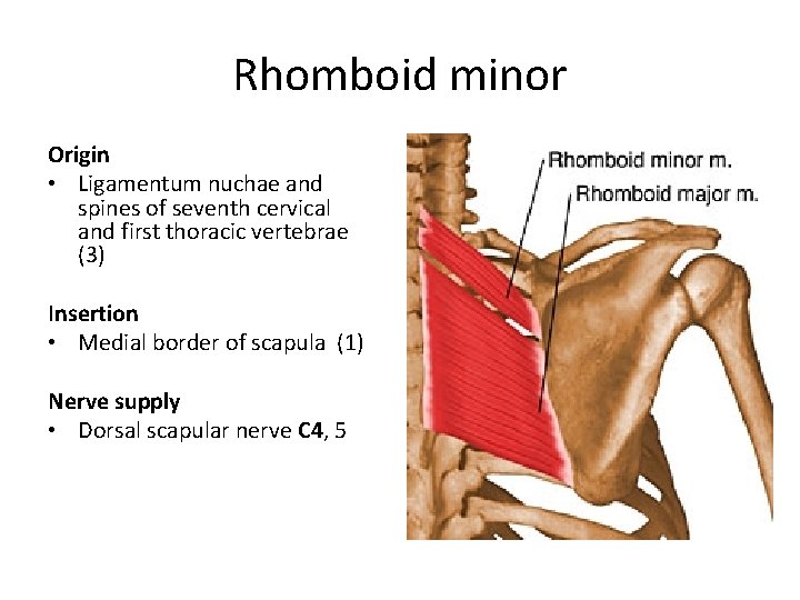 Rhomboid minor Origin • Ligamentum nuchae and spines of seventh cervical and first thoracic