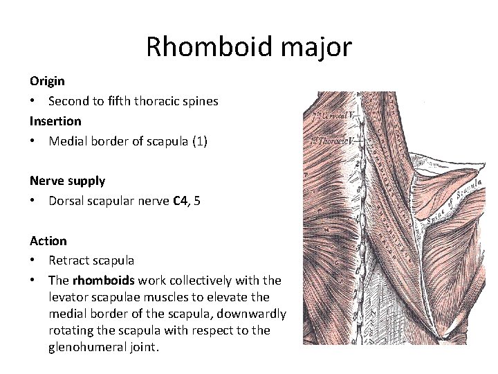 Rhomboid major Origin • Second to fifth thoracic spines Insertion • Medial border of