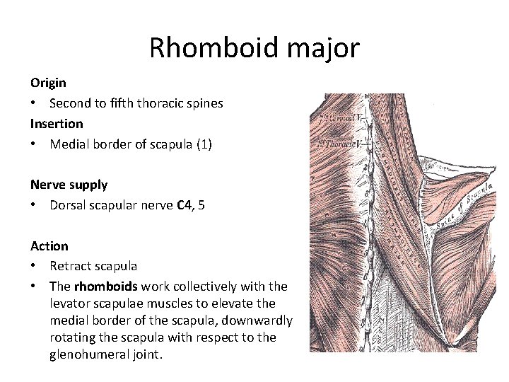 Rhomboid major Origin • Second to fifth thoracic spines Insertion • Medial border of