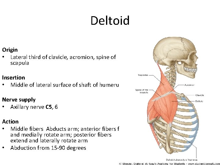Deltoid Origin • Lateral third of clavicle, acromion, spine of scapula Insertion • Middle
