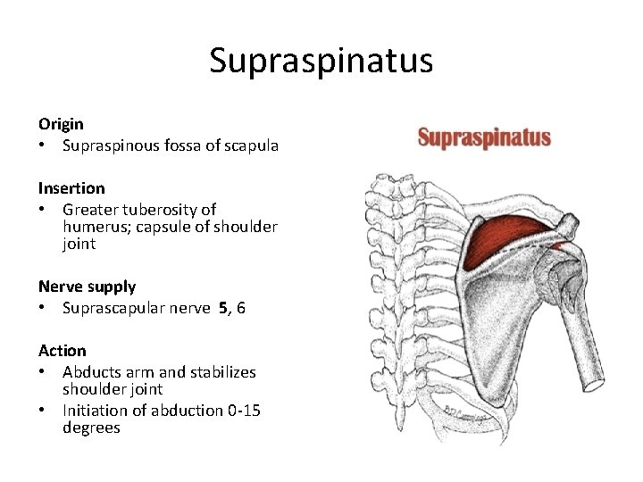 Supraspinatus Origin • Supraspinous fossa of scapula Insertion • Greater tuberosity of humerus; capsule