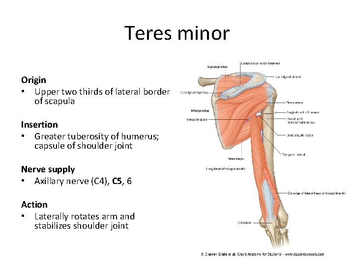 Teres minor Origin • Upper two thirds of lateral border of scapula Insertion •